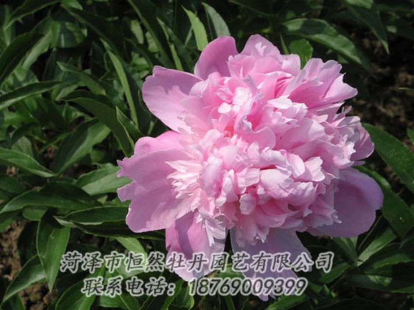 點(diǎn)擊查看詳細(xì)信息<br>標(biāo)題：富士山 閱讀次數(shù)：1142