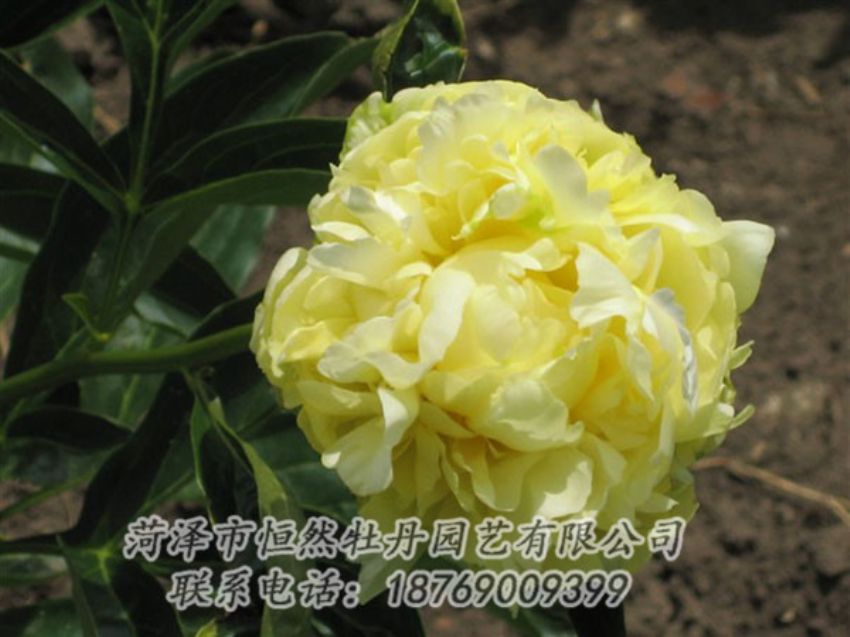 點(diǎn)擊查看詳細(xì)信息<br>標(biāo)題：黃色芍藥 閱讀次數(shù)：1986