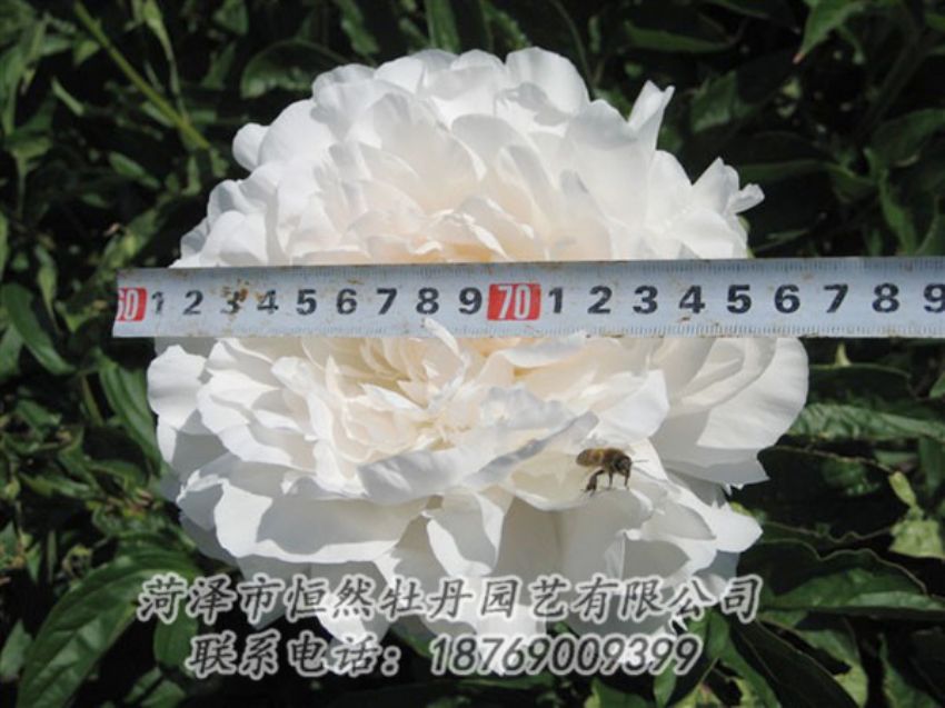 點(diǎn)擊查看詳細(xì)信息<br>標(biāo)題：楊妃出浴 閱讀次數(shù)：1239