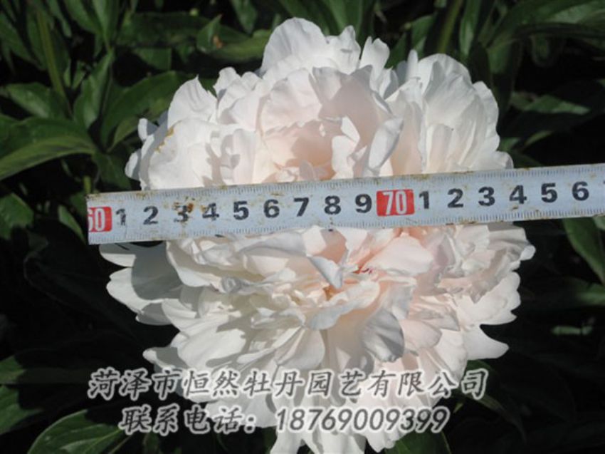 點(diǎn)擊查看詳細(xì)信息<br>標(biāo)題：雪峰 閱讀次數(shù)：1110