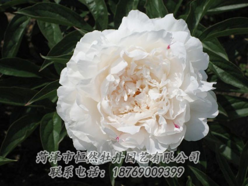 點(diǎn)擊查看詳細(xì)信息<br>標(biāo)題：娃娃面 閱讀次數(shù)：1894
