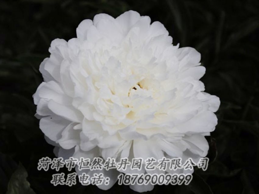 點(diǎn)擊查看詳細(xì)信息<br>標(biāo)題：沙金冠頂 閱讀次數(shù)：1178