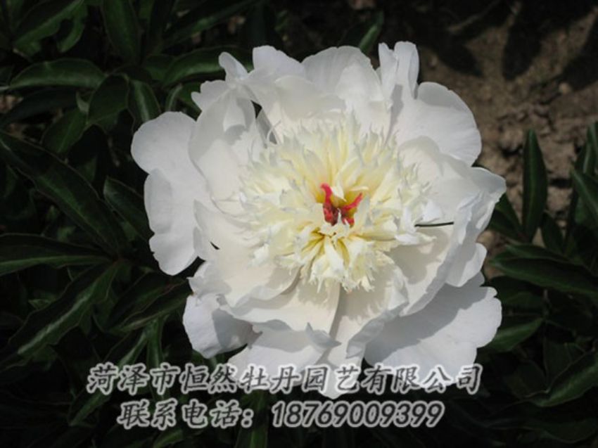 點(diǎn)擊查看詳細(xì)信息<br>標(biāo)題：凌花晨浴 閱讀次數(shù)：1216