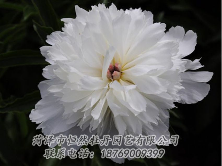 點(diǎn)擊查看詳細(xì)信息<br>標(biāo)題：玲瓏玉 閱讀次數(shù)：1156