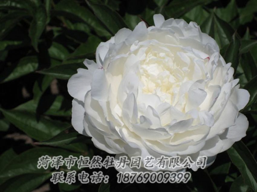 點(diǎn)擊查看詳細(xì)信息<br>標(biāo)題：白玉盤(pán) 閱讀次數(shù)：1158