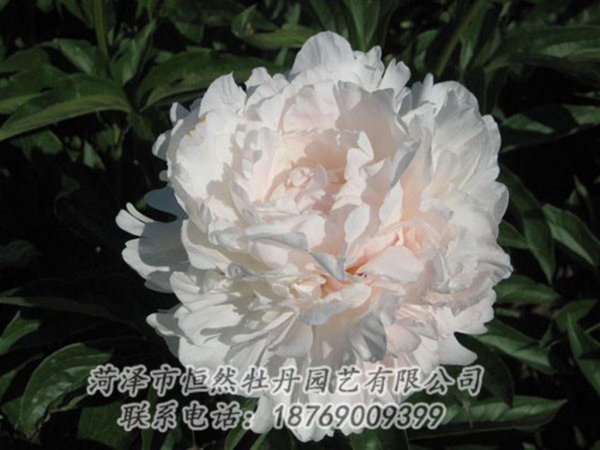 點(diǎn)擊查看詳細(xì)信息<br>標(biāo)題：白玉樓 閱讀次數(shù)：2152