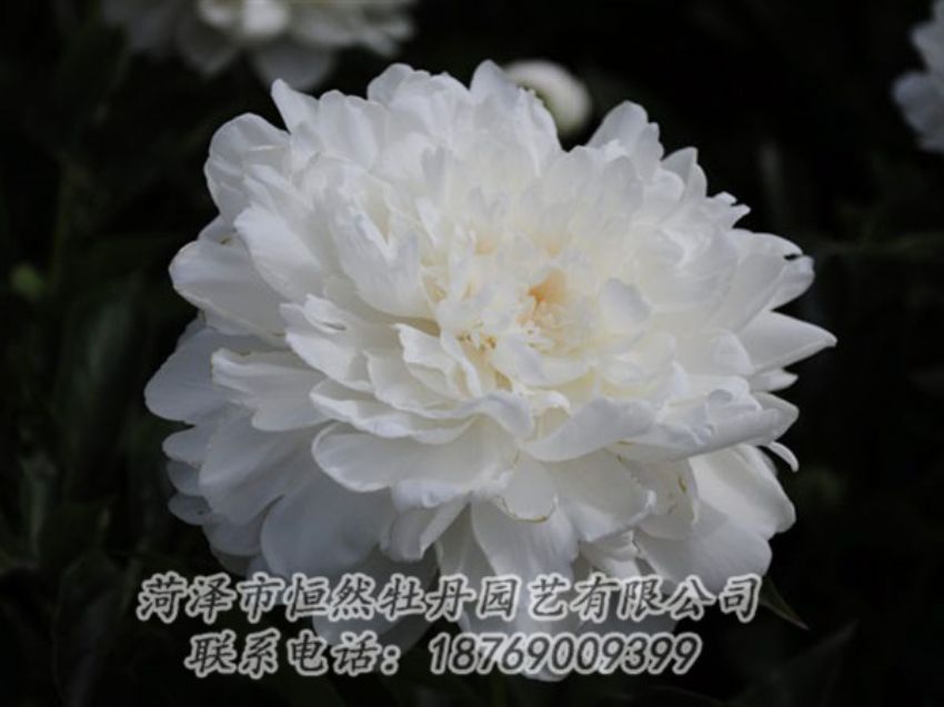 點(diǎn)擊查看詳細(xì)信息<br>標(biāo)題：白色 閱讀次數(shù)：1194