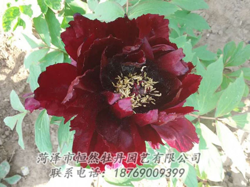 點(diǎn)擊查看詳細(xì)信息<br>標(biāo)題：黑色牡丹 閱讀次數(shù)：1868