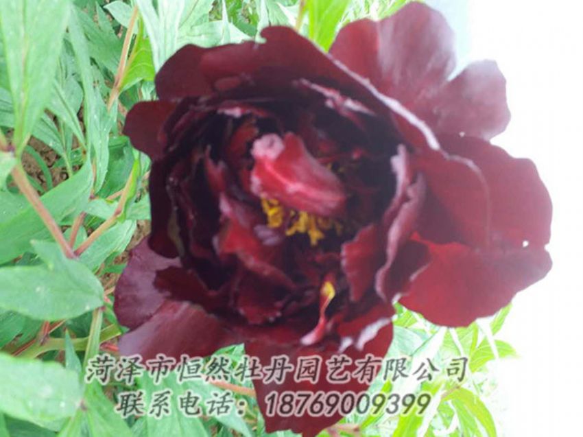點(diǎn)擊查看詳細(xì)信息<br>標(biāo)題：黑色牡丹 閱讀次數(shù)：1161