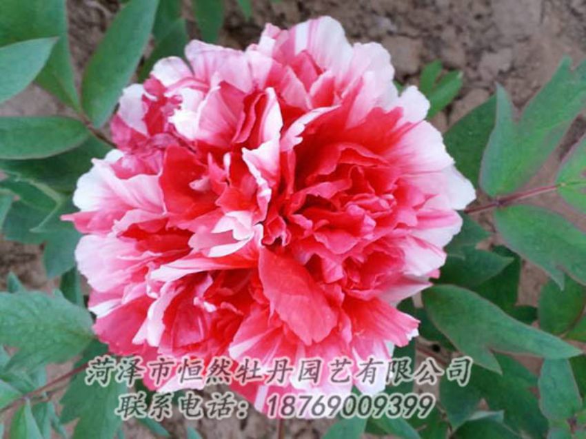 點擊查看詳細信息<br>標題：復色牡丹 閱讀次數(shù)：1187
