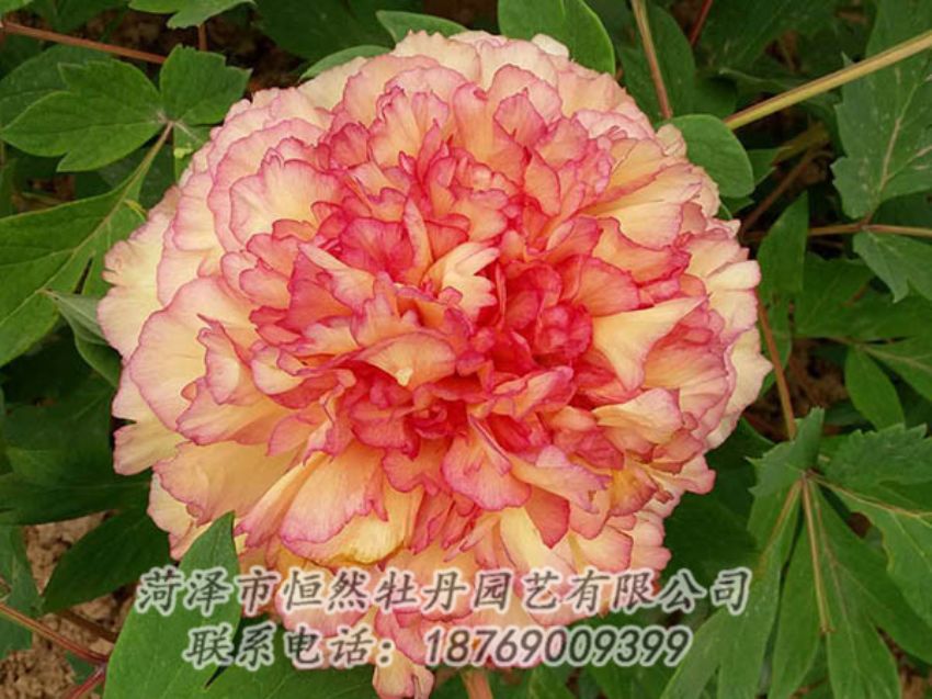 點擊查看詳細信息<br>標題：復色牡丹 閱讀次數(shù)：1211