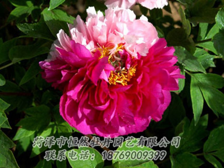 點擊查看詳細信息<br>標題：復色牡丹 閱讀次數(shù)：1136