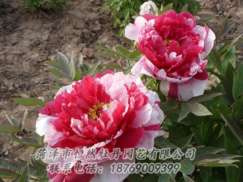 點擊查看詳細信息<br>標題：復色牡丹 閱讀次數(shù)：1179