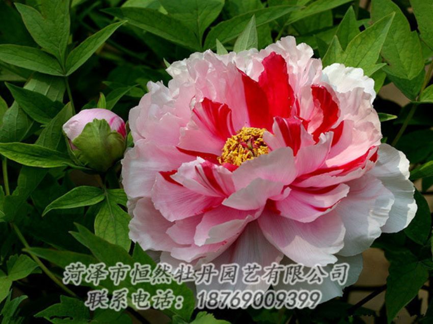 點(diǎn)擊查看詳細(xì)信息<br>標(biāo)題：復(fù)色牡丹 閱讀次數(shù)：1965