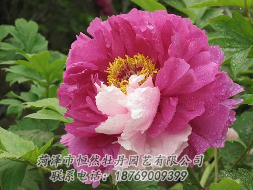 點擊查看詳細信息<br>標題：復色牡丹 閱讀次數(shù)：1224