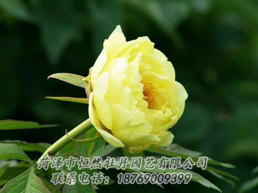 點(diǎn)擊查看詳細(xì)信息<br>標(biāo)題：黃色牡丹 閱讀次數(shù)：1905