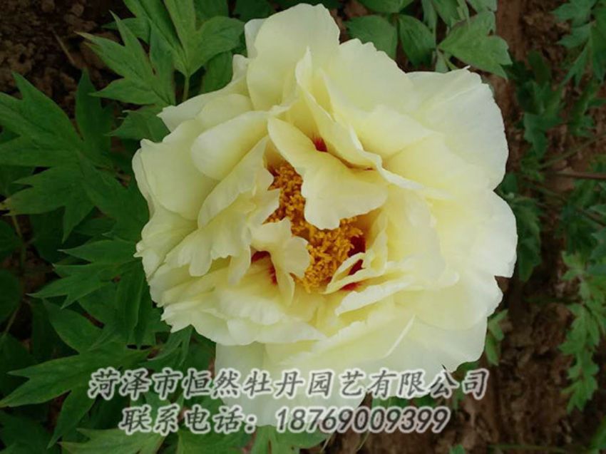 點(diǎn)擊查看詳細(xì)信息<br>標(biāo)題：黃色牡丹 閱讀次數(shù)：1874
