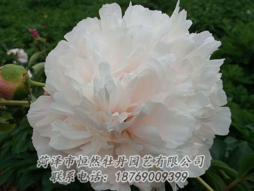 點(diǎn)擊查看詳細(xì)信息<br>標(biāo)題：白色牡丹 閱讀次數(shù)：1183