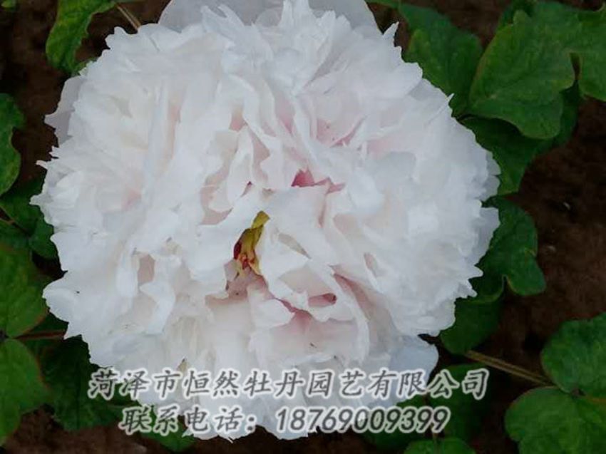 點(diǎn)擊查看詳細(xì)信息<br>標(biāo)題：白色牡丹 閱讀次數(shù)：1955