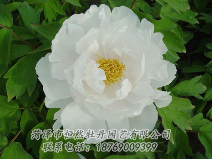 點(diǎn)擊查看詳細(xì)信息<br>標(biāo)題：白色牡丹 閱讀次數(shù)：1952