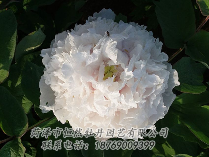 點(diǎn)擊查看詳細(xì)信息<br>標(biāo)題：白色牡丹 閱讀次數(shù)：1174