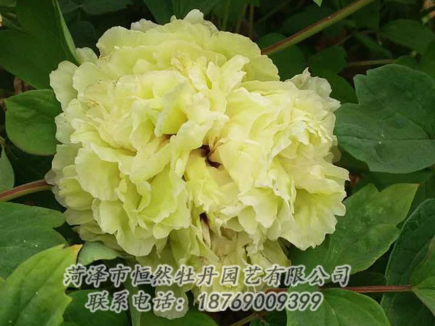 點(diǎn)擊查看詳細(xì)信息<br>標(biāo)題：綠色 閱讀次數(shù)：1122