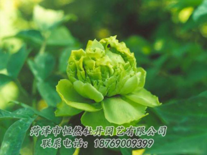 點擊查看詳細信息<br>標題：綠色牡丹 閱讀次數(shù)：1219