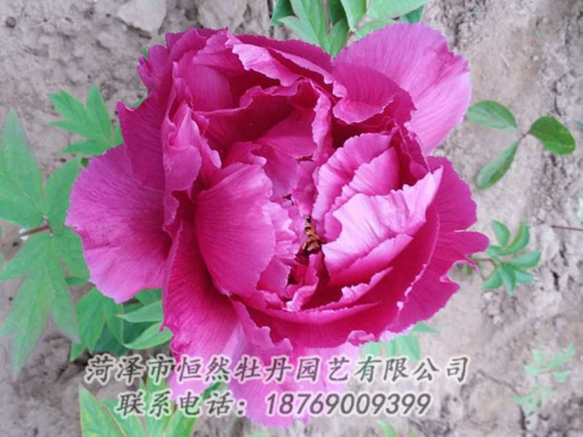 點擊查看詳細(xì)信息<br>標(biāo)題：紫色牡丹 閱讀次數(shù)：1095