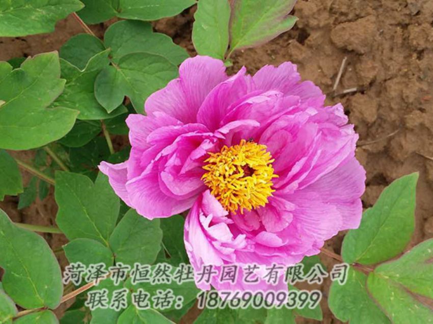 點(diǎn)擊查看詳細(xì)信息<br>標(biāo)題：紫色牡丹 閱讀次數(shù)：1152