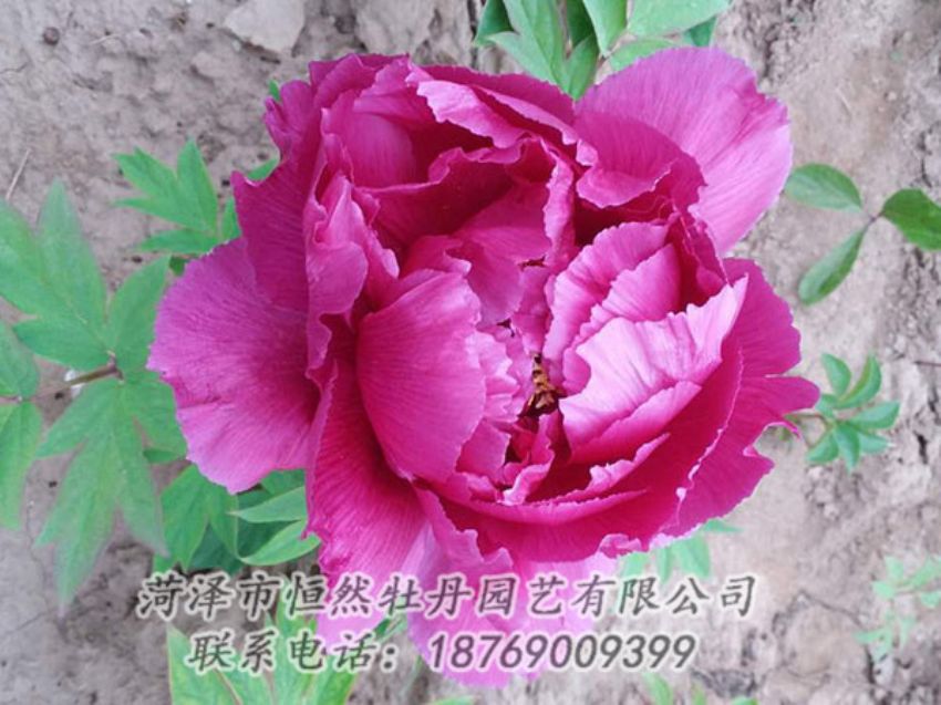 點(diǎn)擊查看詳細(xì)信息<br>標(biāo)題：紫色牡丹 閱讀次數(shù)：1133