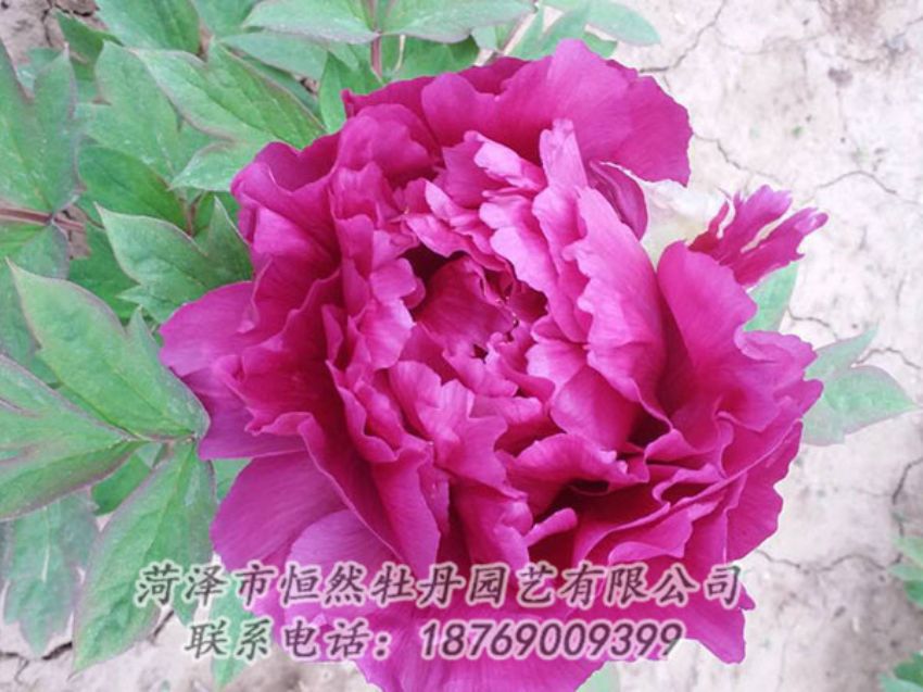 點(diǎn)擊查看詳細(xì)信息<br>標(biāo)題：紫色牡丹 閱讀次數(shù)：1255