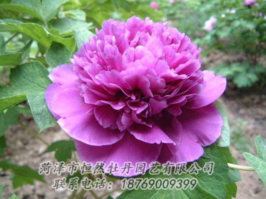 點(diǎn)擊查看詳細(xì)信息<br>標(biāo)題：紫色牡丹 閱讀次數(shù)：1287