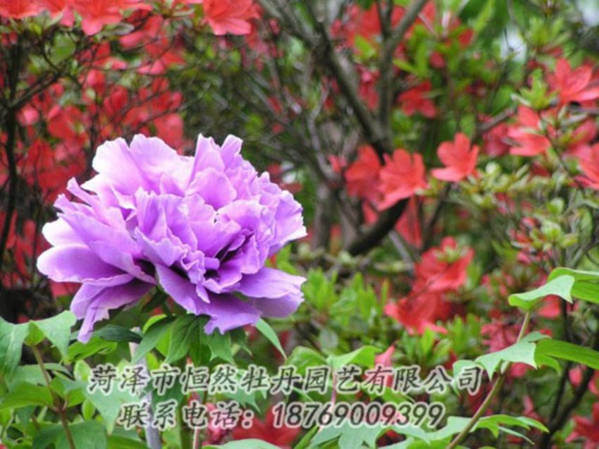 點(diǎn)擊查看詳細(xì)信息<br>標(biāo)題：紫色牡丹 閱讀次數(shù)：1919