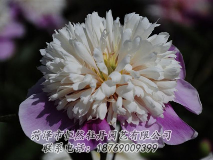 點擊查看詳細信息<br>標(biāo)題：復(fù)色芍藥 閱讀次數(shù)：1230