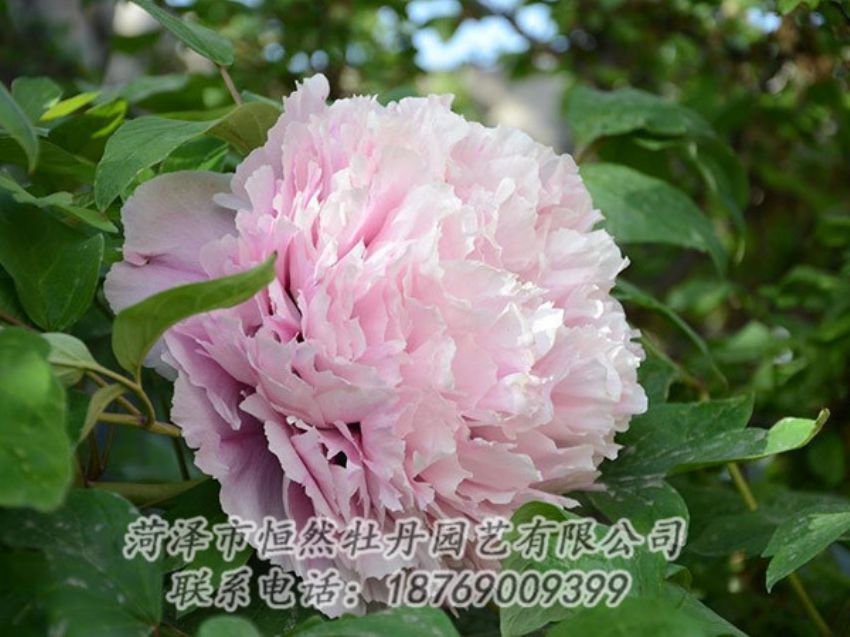 點(diǎn)擊查看詳細(xì)信息<br>標(biāo)題：粉色牡丹 閱讀次數(shù)：1970