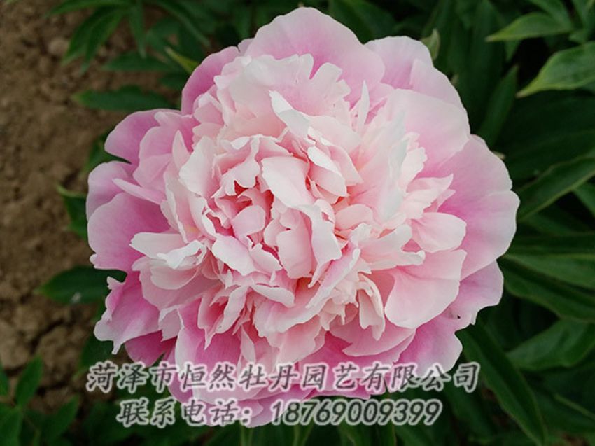 點(diǎn)擊查看詳細(xì)信息<br>標(biāo)題：粉色牡丹 閱讀次數(shù)：1938