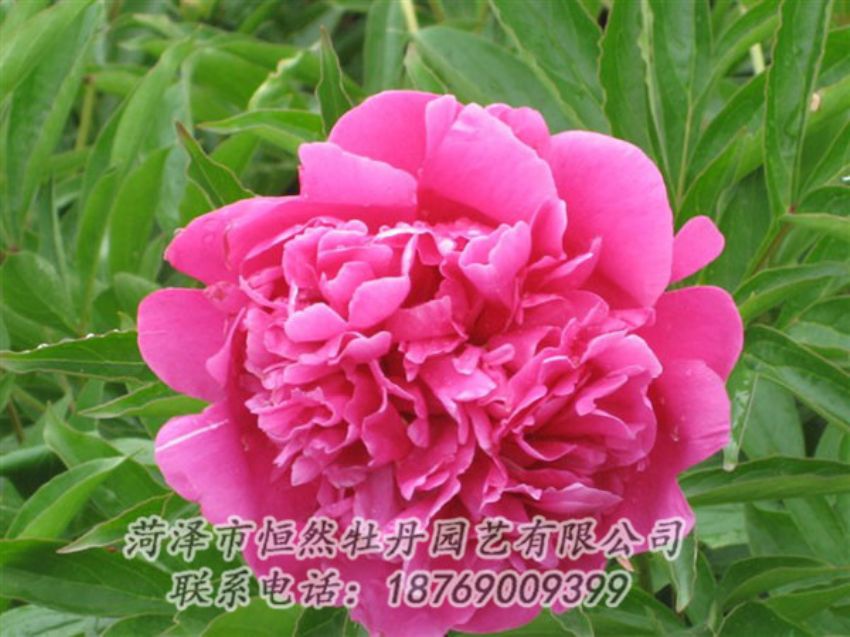 點擊查看詳細信息<br>標(biāo)題：永生紅 閱讀次數(shù)：1089