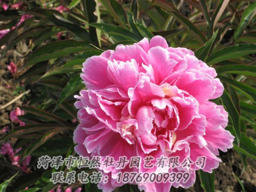 點擊查看詳細信息<br>標(biāo)題：西施紅妝 閱讀次數(shù)：1089