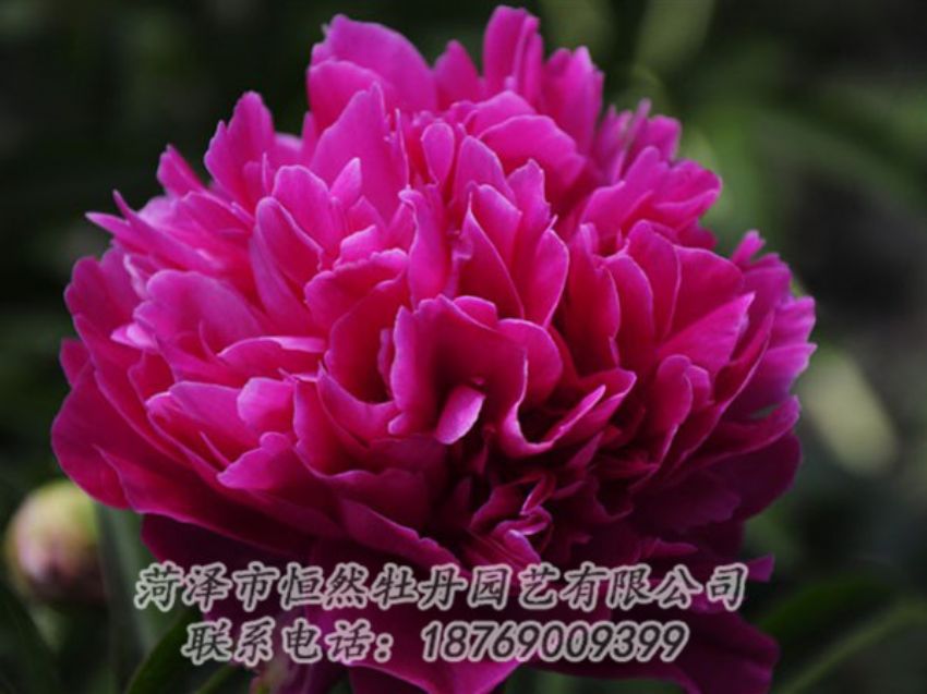 點擊查看詳細信息<br>標(biāo)題：瑪瑙紅 閱讀次數(shù)：1062