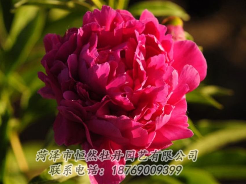 點擊查看詳細信息<br>標(biāo)題：老來紅 閱讀次數(shù)：1032