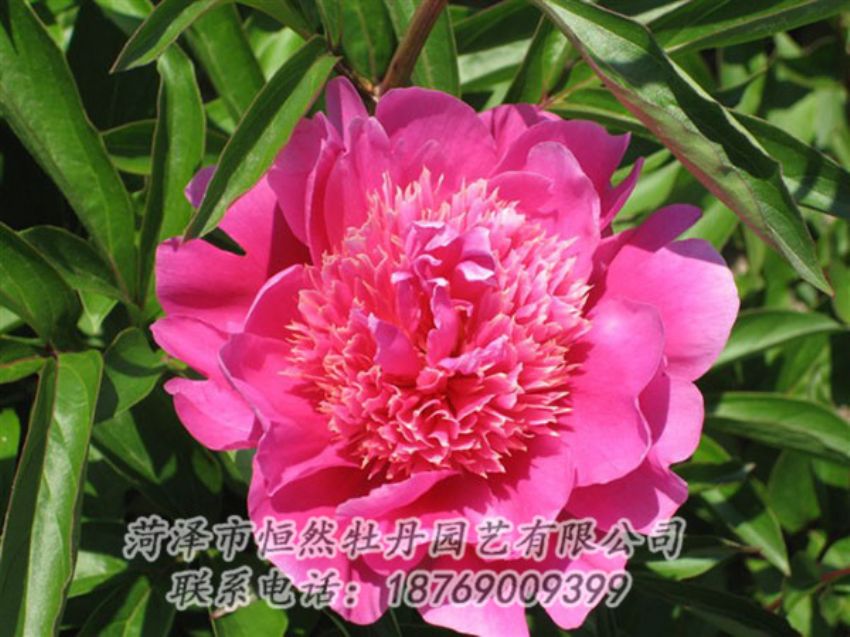 點擊查看詳細信息<br>標(biāo)題：紅繡球 閱讀次數(shù)：1075