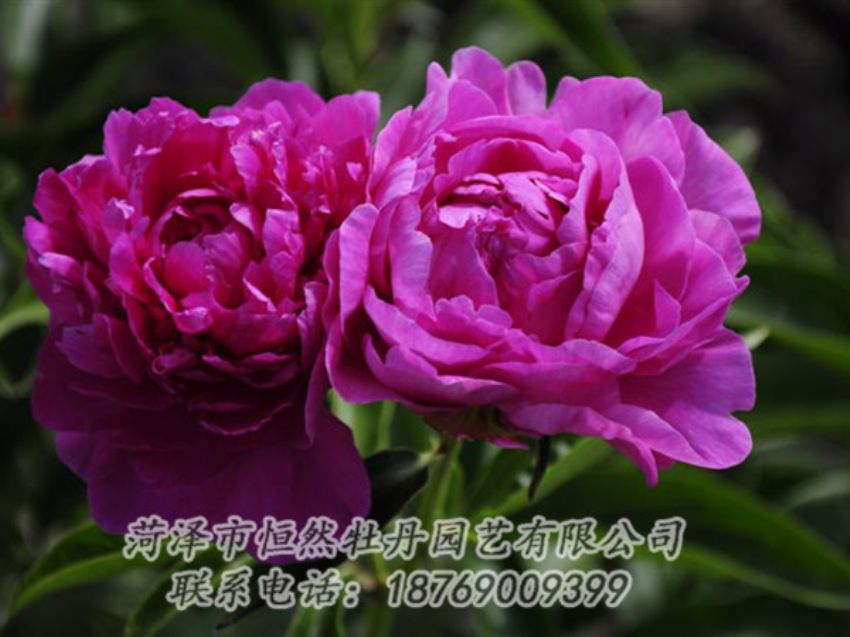 點擊查看詳細信息<br>標(biāo)題：紅玫瑰 閱讀次數(shù)：1021