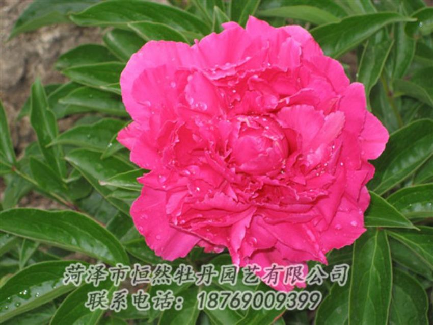 點擊查看詳細信息<br>標(biāo)題：紅冠芳 閱讀次數(shù)：1096