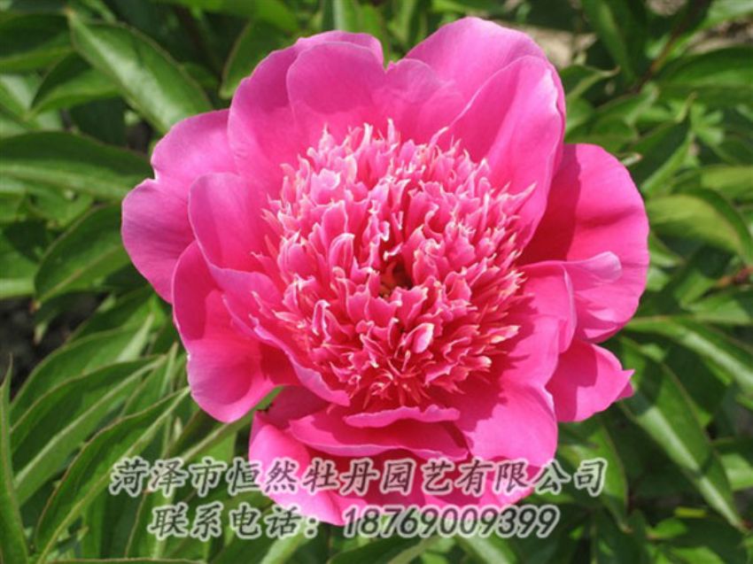 點擊查看詳細信息<br>標(biāo)題：紅繡球 閱讀次數(shù)：1060
