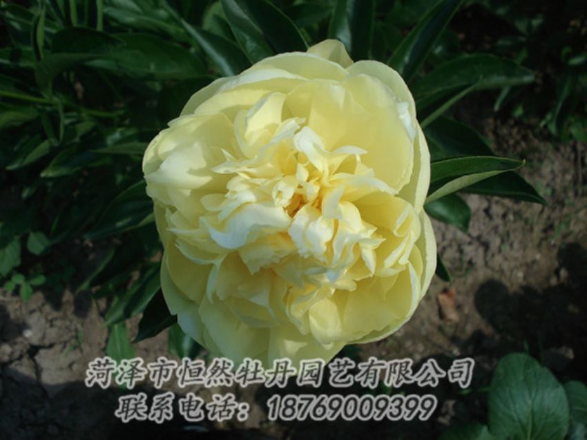 點擊查看詳細信息<br>標題：黃色芍藥 閱讀次數(shù)：1265