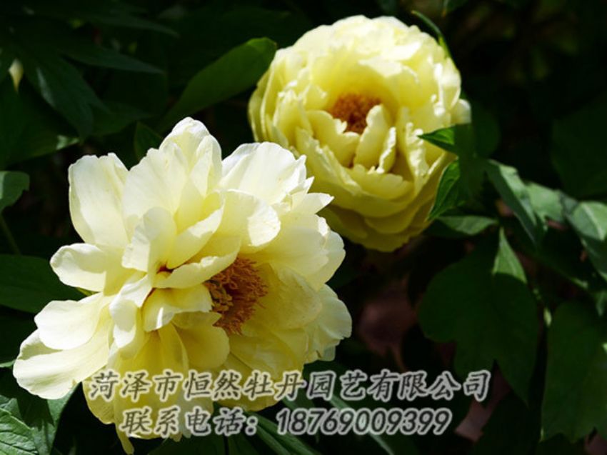 點擊查看詳細信息<br>標題：黃色芍藥 閱讀次數(shù)：1195