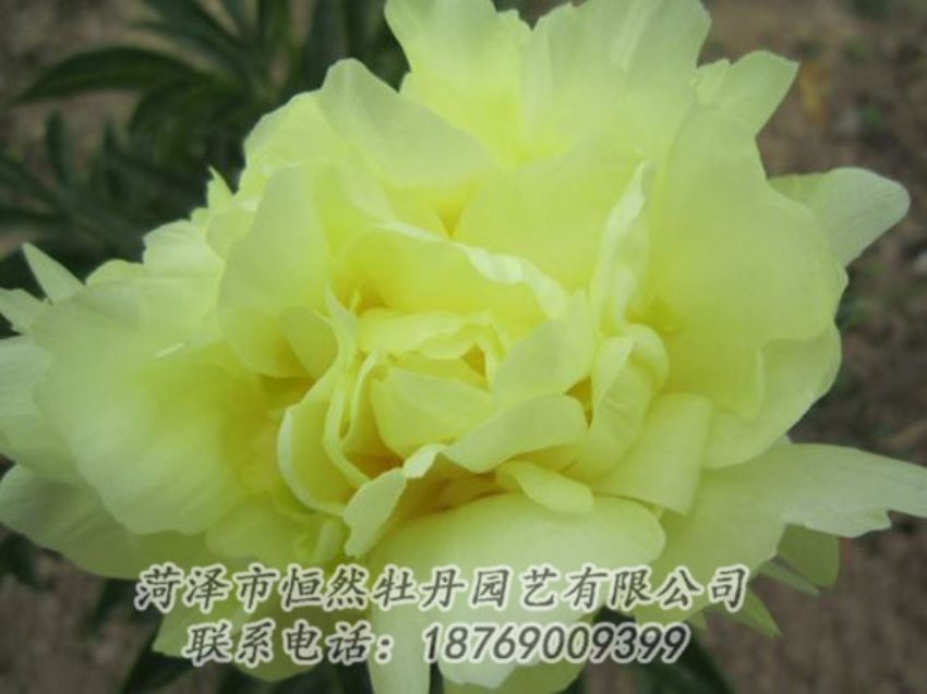 點擊查看詳細信息<br>標題：黃色芍藥 閱讀次數(shù)：1215