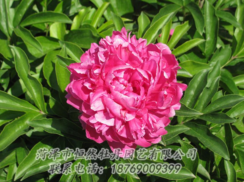 點(diǎn)擊查看詳細(xì)信息<br>標(biāo)題：紅色芍藥 閱讀次數(shù)：1149