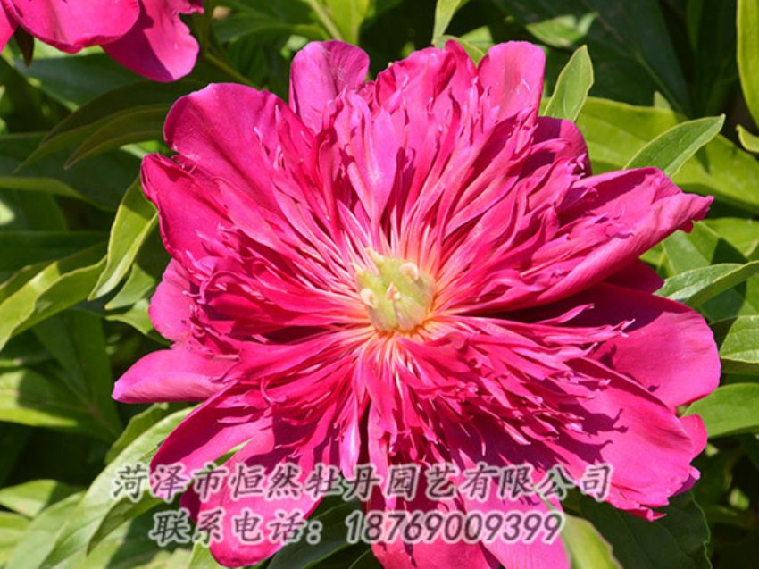點(diǎn)擊查看詳細(xì)信息<br>標(biāo)題：紅色芍藥 閱讀次數(shù)：1104