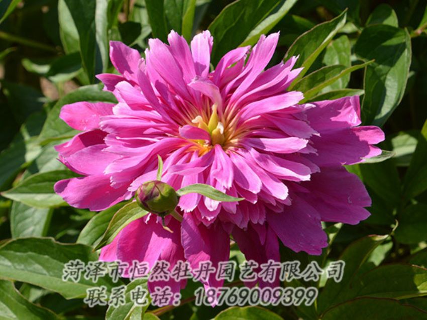 點(diǎn)擊查看詳細(xì)信息<br>標(biāo)題：紅色芍藥 閱讀次數(shù)：1138